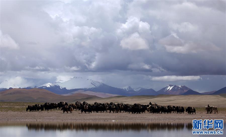 (專發新華網西藏頻道)（圖文互動）天邊的馱鹽隊——藏北牧人遠去的背影(1)