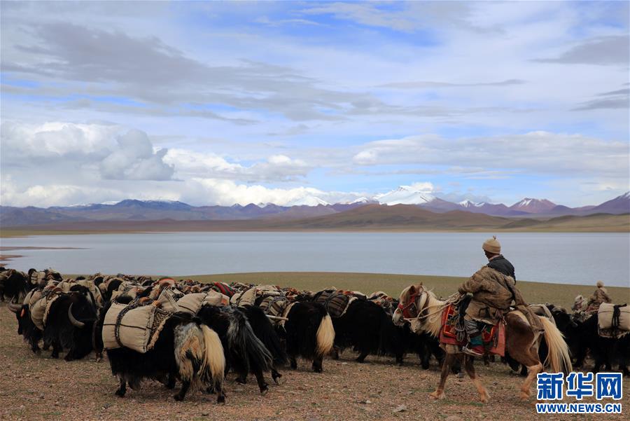 (專發新華網西藏頻道)（圖文互動）天邊的馱鹽隊——藏北牧人遠去的背影(2)