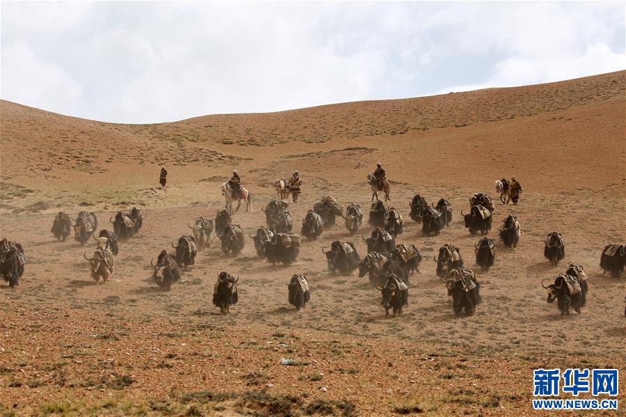 (專發新華網西藏頻道)（圖文互動）天邊的馱鹽隊——藏北牧人遠去的背影(21)