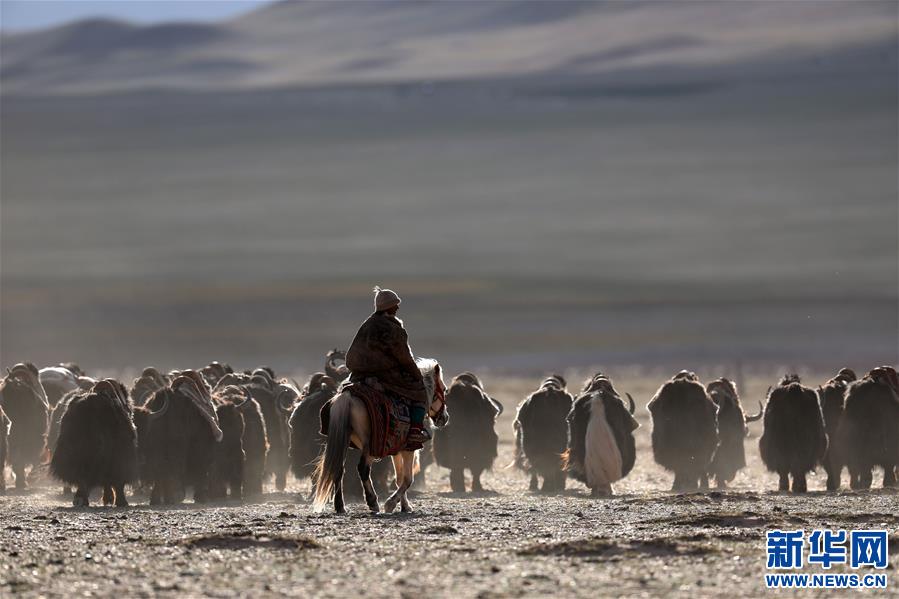 (專發新華網西藏頻道)（圖文互動）天邊的馱鹽隊——藏北牧人遠去的背影(23)