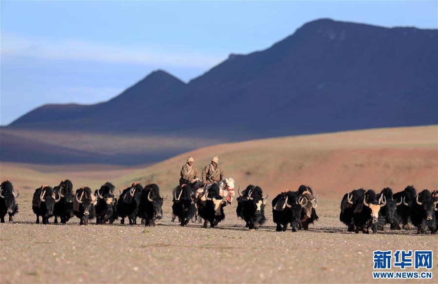 (專發新華網西藏頻道)（圖文互動）天邊的馱鹽隊——藏北牧人遠去的背影(25)