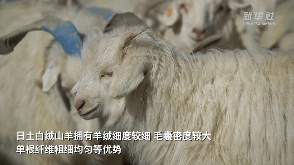 西藏日土：白绒山羊孕育“温暖”产业-新华网