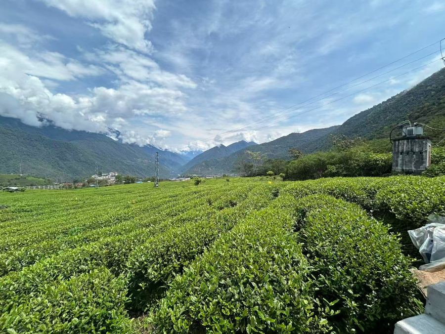 茶香漫墨脱：金融活水浇开高原“致