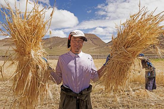 藏地青稞田里的丰收交响曲_6