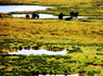 Tibet spends 507 mln dollars building eco-security barrier in 2011