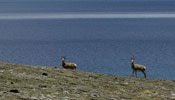 Scenery of Puma Yumco in Tibet