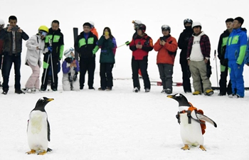 Visitors look at penguins at indoor ski arena in NE China's Harbin