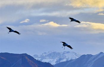 Lhunzhub County, Dagze District in Tibet attract migratory black-necked cranes in winter