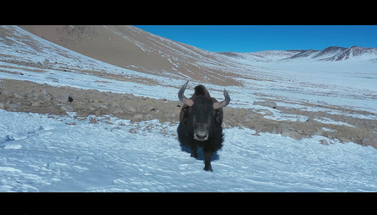 第二届中国西藏网络影像节丨视频类优秀奖：美丽幸福西藏 人与自然和谐共生