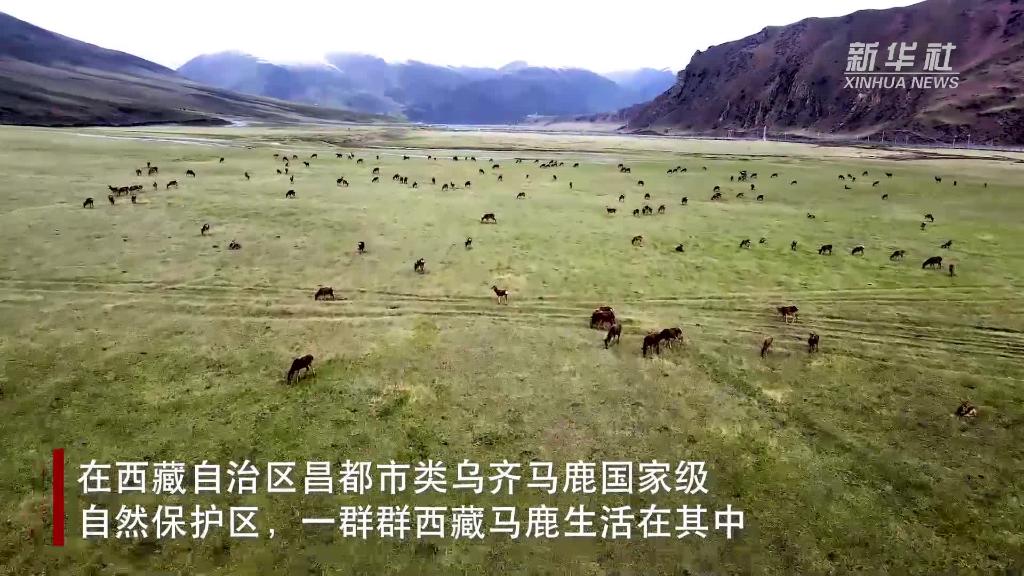 新华全媒+｜人鹿情缘：青藏高原上的“马鹿俱乐部”