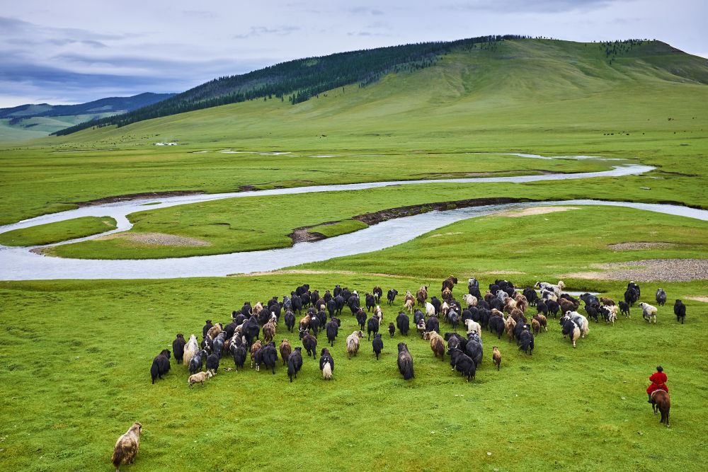 2022年首届“高原之宝”全国牦牛影像作品征集活动