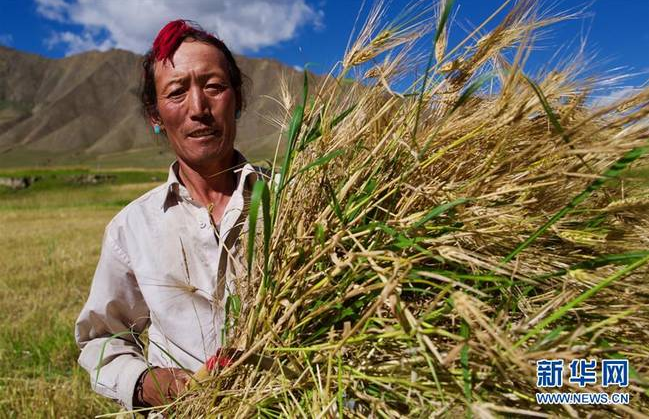 西藏達孜區：“酒村融合”項目有望讓青稞酒走向全國市場