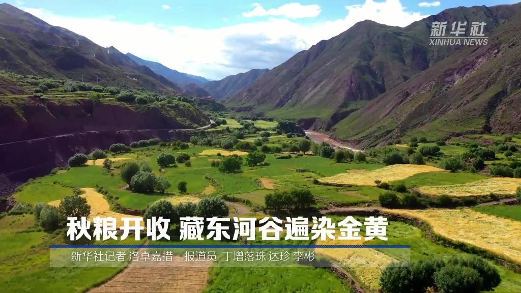 西藏察雅：秋粮开收 藏东河谷遍染金黄