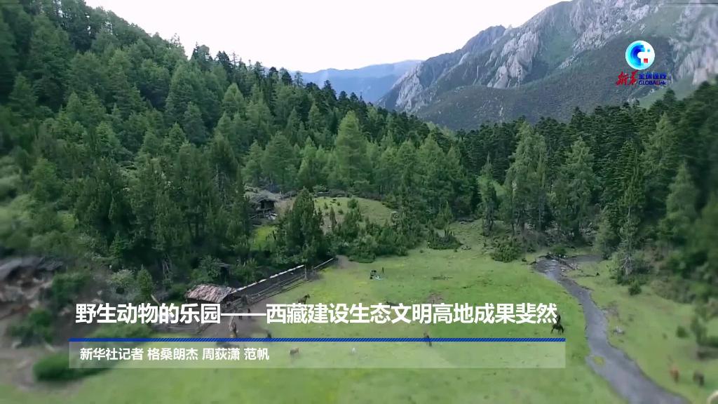 全球连线｜野生动物的乐园——西藏建设生态文明高地成果斐然