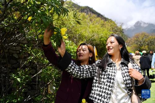 “西藏江南”大花黃牡丹花開引客來