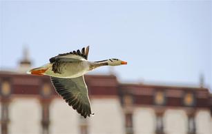 龍王潭裏鳥兒歡