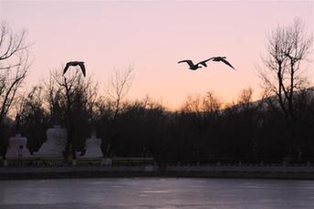 斑頭雁&ldquo;起舞&rdquo;龍王潭