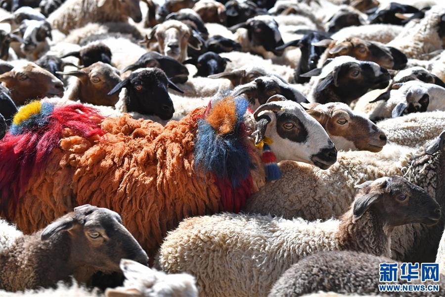 西藏“数羊头”传统活动（图）
