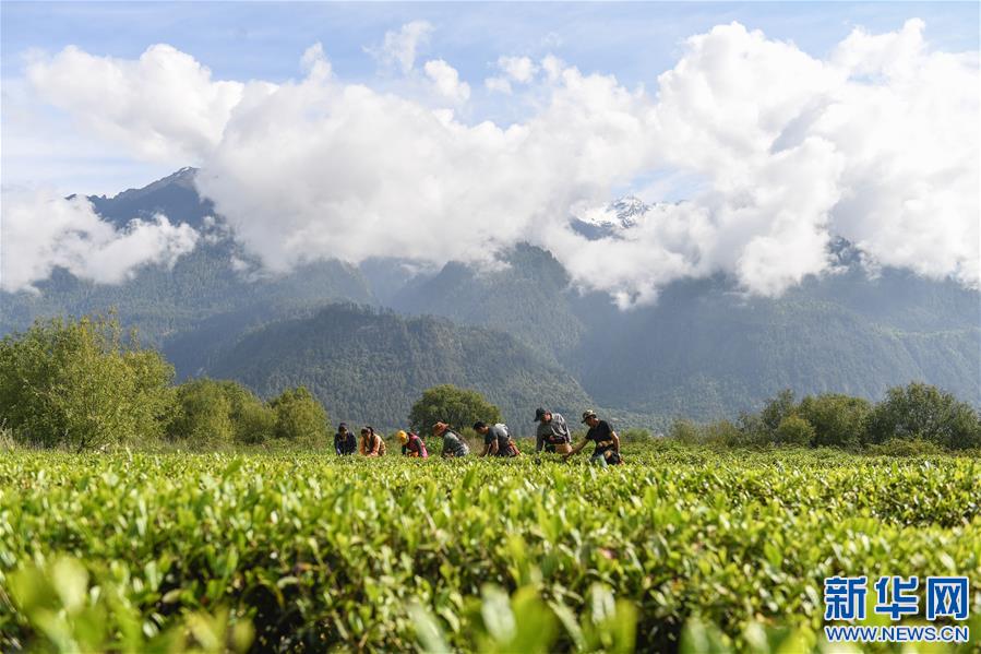農行林芝分行推出“藏茶貸”解決茶農燃眉之急