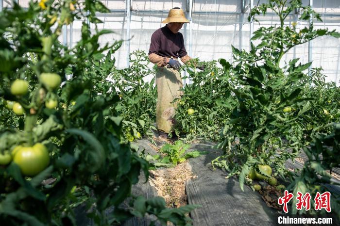 图为28日，白朗中农圣域农牧科技有限公司工作人员在为大棚番茄授粉。　江飞波 摄