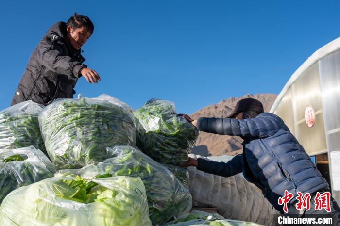 图为当地农牧民转运刚采摘的大棚蔬菜前往日喀则市区。　江飞波 摄